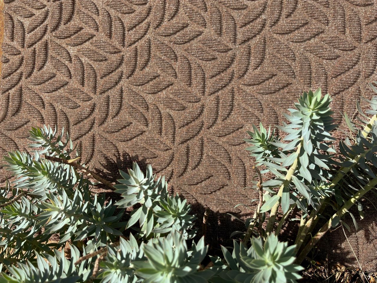 Paillasson d'extérieur Kleen-Tex DUNE Leaves taupe – un paillasson durable et anti-salissures